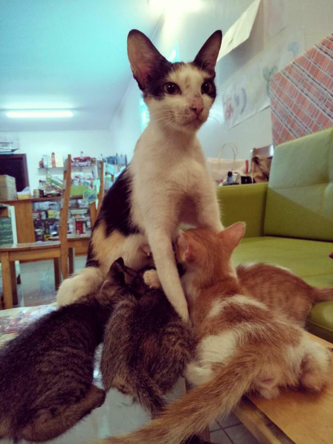 宿务 Cat Japanese Only At Uh Huh House旅舍 外观 照片
