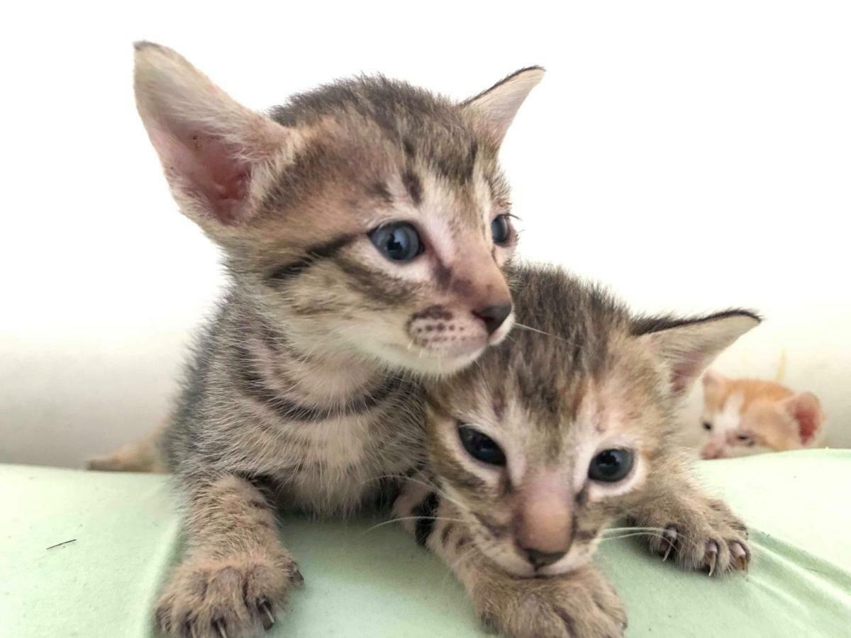 宿务 Cat Japanese Only At Uh Huh House旅舍 外观 照片