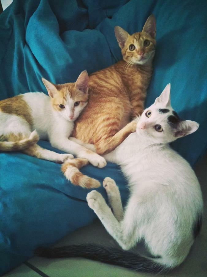 宿务 Cat Japanese Only At Uh Huh House旅舍 外观 照片